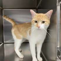 Thumbnail photo of Zisper #1