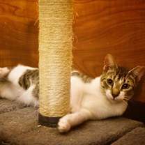 Thumbnail photo of Dante #2