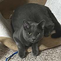 Thumbnail photo of Oliver #1