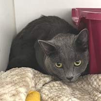 Thumbnail photo of Oliver #3