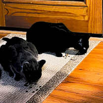 Thumbnail photo of Oliver #4