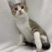 Thumbnail photo of Benny #2