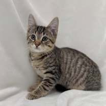 Thumbnail photo of Bjorn #1