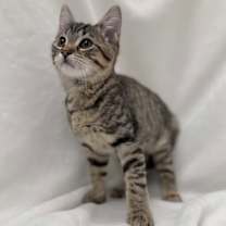 Thumbnail photo of Bjorn #2