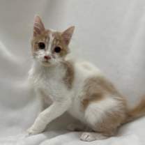 Thumbnail photo of Razzle #3