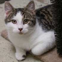 Thumbnail photo of Munchkin #2