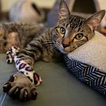 Thumbnail photo of Rowan #2