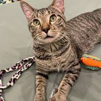 Thumbnail photo of Rowan #4