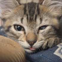 Thumbnail photo of Ghost Pepper #2