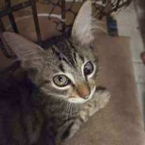 Thumbnail photo of Ghost Pepper #3