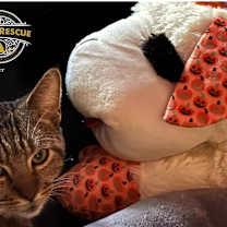 Thumbnail photo of Chester 2 #2