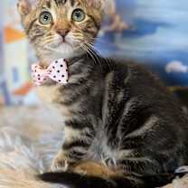 Thumbnail photo of Aria #1