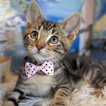 Thumbnail photo of Aria #3