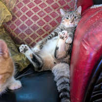 Thumbnail photo of Sally (Bonded with Babyface) #4