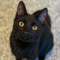 Thumbnail photo of Nicky #4