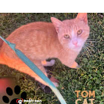 Thumbnail photo of Tom Cat (Courtesy Post) #1