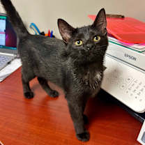 Thumbnail photo of Mystique #4