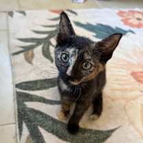 Thumbnail photo of Sutton #4