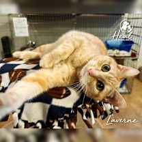 Thumbnail photo of Laverne #2