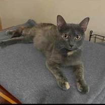 Thumbnail photo of Hera #2