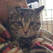 Thumbnail photo of Cheeta #1