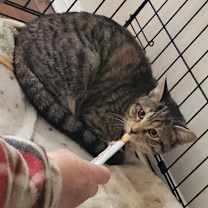 Thumbnail photo of Cheeta #2