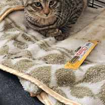 Thumbnail photo of Cheeta #3