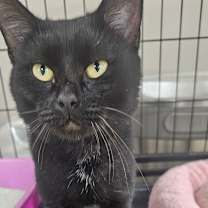 Thumbnail photo of Binx #1