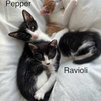 Thumbnail photo of Sgt Pepper #4