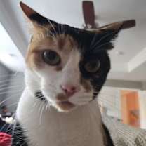 Thumbnail photo of Ruby #4