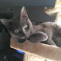 Thumbnail photo of Ichigo #1