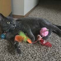 Thumbnail photo of Ichigo #2