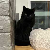 Thumbnail photo of Fluffy #1