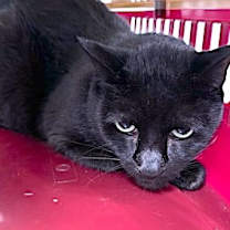 Thumbnail photo of Bella #2