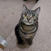 Thumbnail photo of 1025-51 Beryl #1