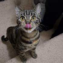 Thumbnail photo of 1025-51 Beryl #3