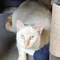 Thumbnail photo of BRIGID #2