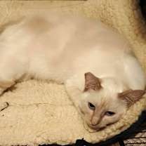 Thumbnail photo of BRIGID #3