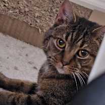 Thumbnail photo of Cupcake #1