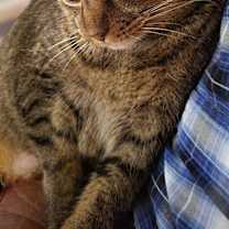 Thumbnail photo of Cupcake #2