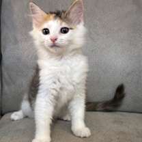 Thumbnail photo of Daisy #2