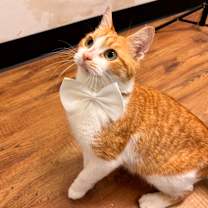 Thumbnail photo of Ginger #1