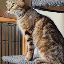 Thumbnail photo of Bailey #2