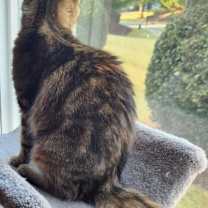 Thumbnail photo of Bailey #3