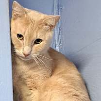 Thumbnail photo of Reggie #3