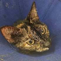 Thumbnail photo of Sunny   #2