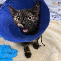 Thumbnail photo of Sunny   #3