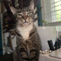 Thumbnail photo of Tipsy #4