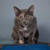 Thumbnail photo of Chai #2