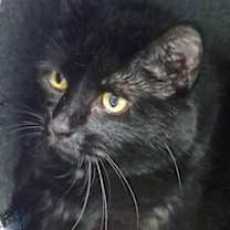 Thumbnail photo of Bibeau (in foster) #1